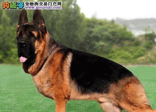 德国牧羊犬出现口臭毛病有方法治愈吗