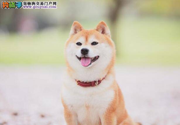 柴犬得了皮肤病怎么办 专家告诉你如何治疗