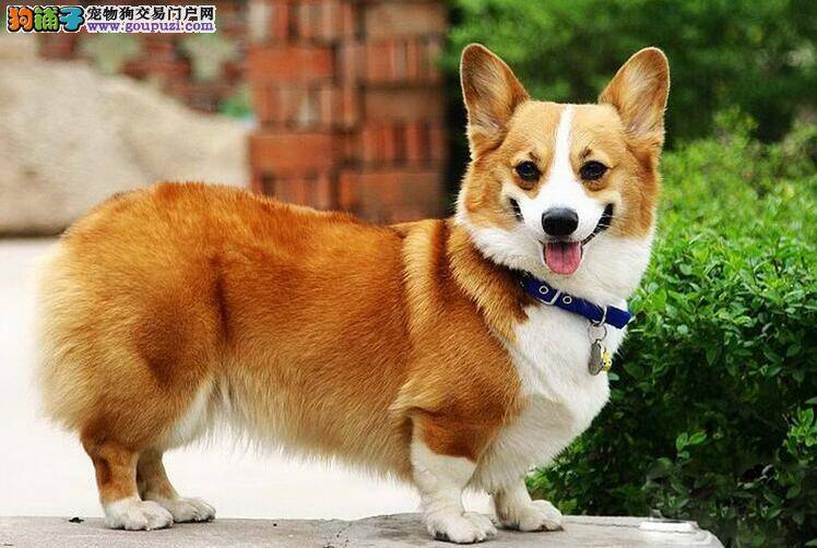 想要饲养柯基犬不妨先看看网友们的心得分享
