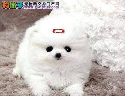 如何让博美犬学会握手技能