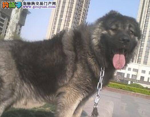 护理有妙招 照顾高加索犬须知五大项