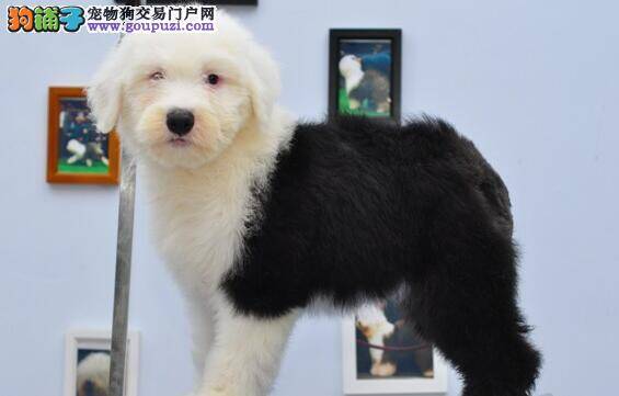 刚买回来的古代牧羊犬呕吐拉稀是得什么病了