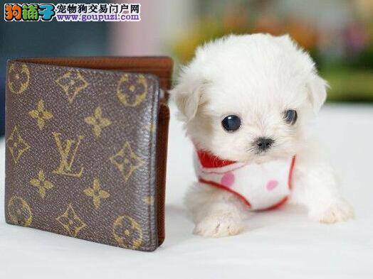 如何让你的茶杯犬做一个走不丢的乖乖狗