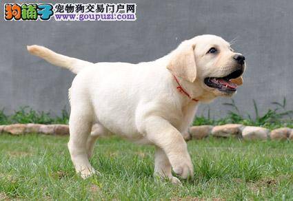 购买拉布拉多犬时要看自己有没有实力饲养