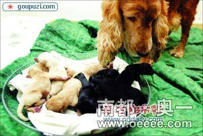 深圳一英国可卡犬用6个小时生下10个小狗