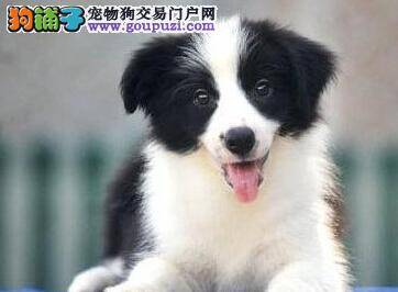 边境牧羊犬流鼻涕，咳嗽是什么病