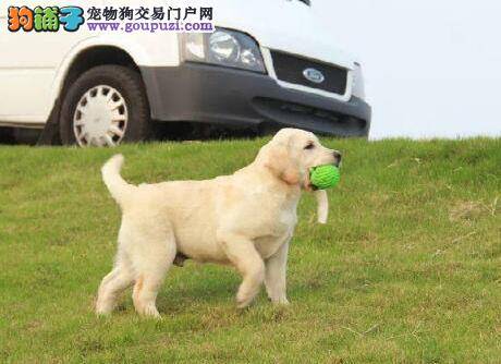 拉布拉多犬总是乱叫怎么办