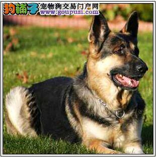 悉心养护有助健康 德国牧羊犬的养护工作如何做