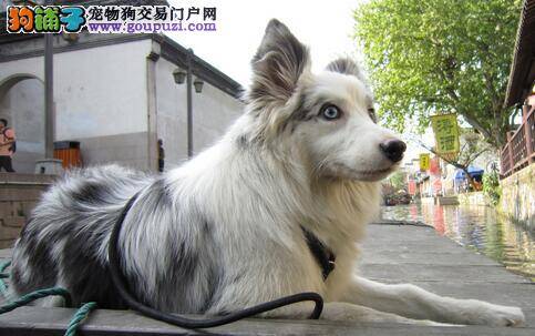 陨石边牧好吗，怎么挑选陨石边境牧羊犬