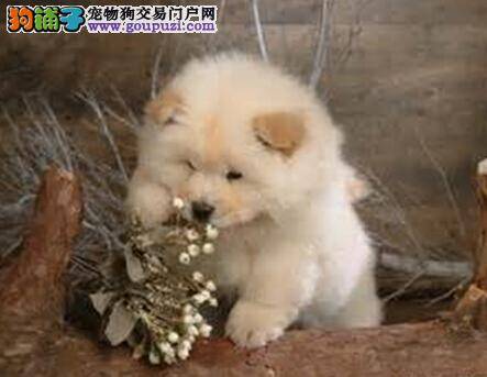 狗狗脱毛是种病 松狮犬毛发脱落的原因是什么