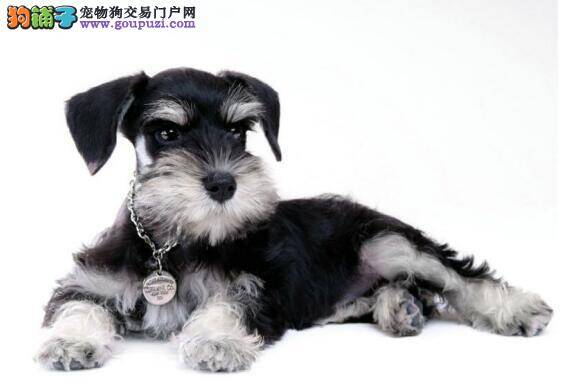 喂养雪纳瑞之吃药小妙招