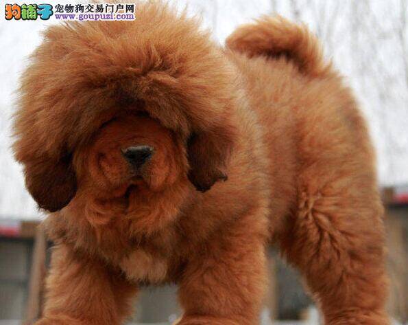 藏獒意外烫伤自己在家怎么治疗处理