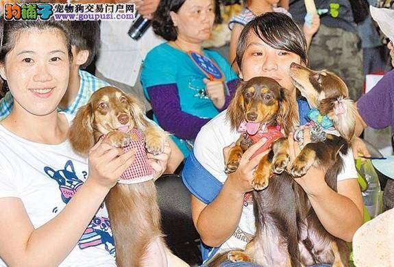 狗狗友善健行日正式起航 各种萌犬画面惹人爱