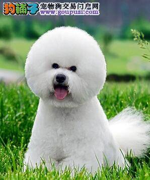 爱毛护毛从幼犬开始 如何给比熊犬护理毛发