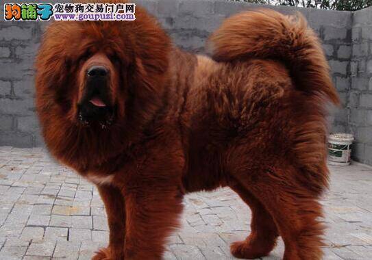 这样购买藏獒最保险