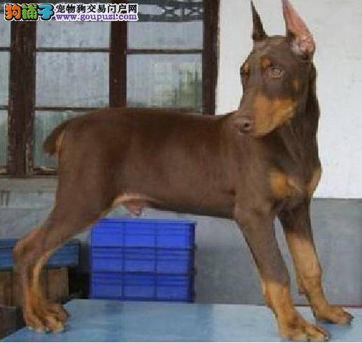 杜宾犬不知道为什么昨天后腿站不起来了