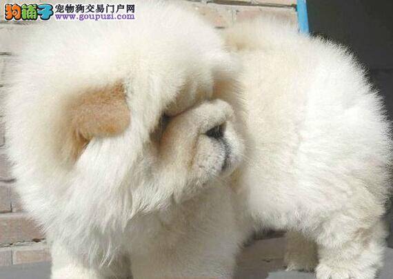 怎样让松狮犬有一个健全的心理