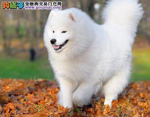 教育狗狗讲方法 如何教育三四月龄的萨摩耶幼犬