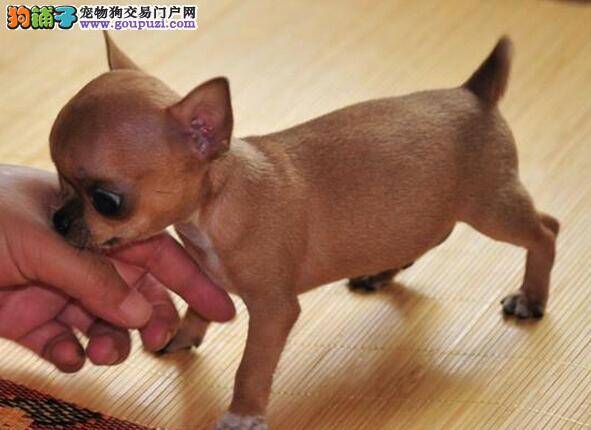 吉娃娃流眼泪，有眼屎是什么原因导致的