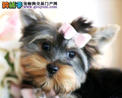 我家约克夏最近为什么老是打嗝