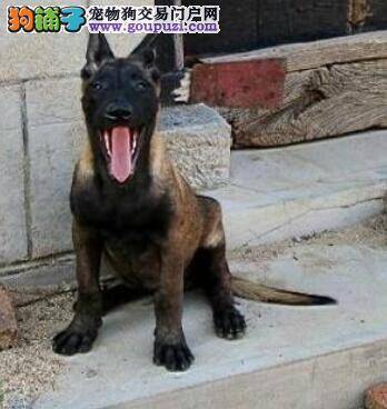 促进毛发再生 精心打理换毛期的马犬