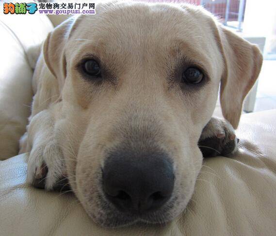 宠物达人告诉你拉布拉多犬为什么流鼻涕