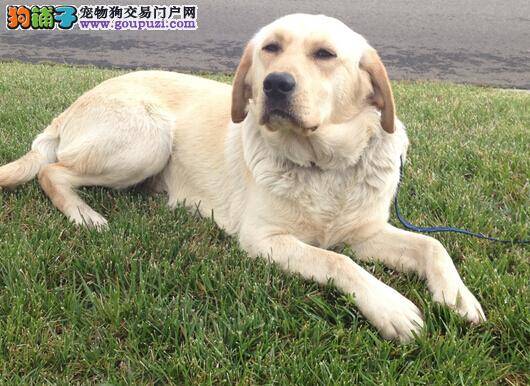 计划生育的重点工作——适时给拉布拉多犬做节育手术