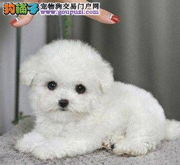挑选泰迪犬之前要做好哪些准备