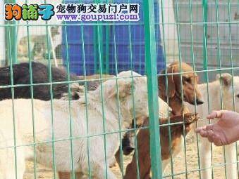 郑州流浪犬有“户口簿”不会再被安乐死