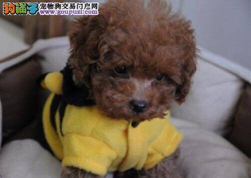 冬季养犬必备知识 寒冷天气怎样保护泰迪犬