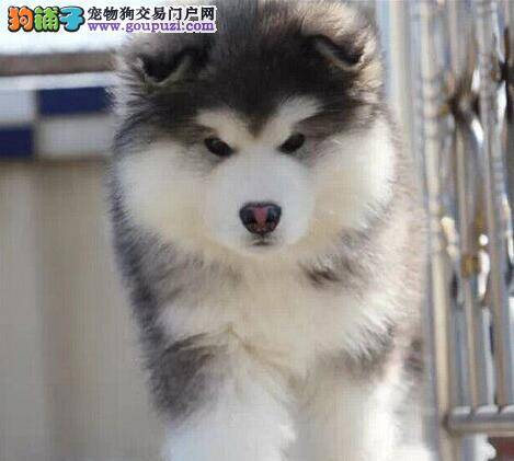 怎样正确的挽救中毒中的阿拉斯加雪橇犬