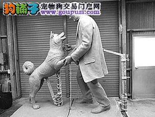 为纪念忠犬八公 东大农学院建造上野教授雕像