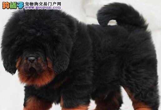 我家藏獒肠胃不太好应如何调理