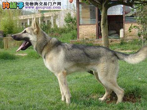关注犬种知识 教你挑选到优秀的昆明犬