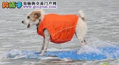 新兴令人羡慕的职业——狗狗冲浪教练