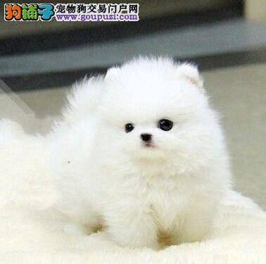 我家博美犬最近便便很软是怎么了