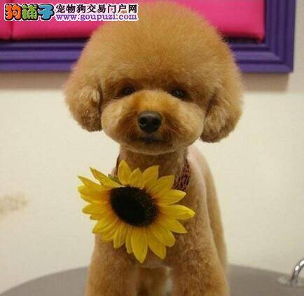 判断贵宾犬是否生病发烧的三种方法