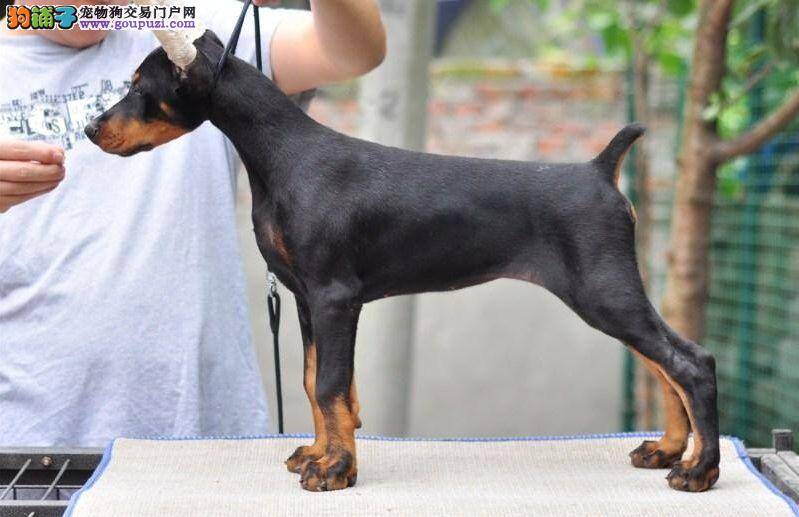 杜宾犬很严重的掉毛是正常现象吗