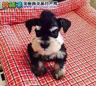 雪纳瑞患上皮肤病，全身很痒可以治愈吗