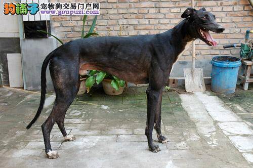 格力犬得了肠炎主要有哪些症状及治疗方法