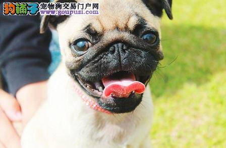 巴哥犬一脸忧郁？其实它乐观又开朗