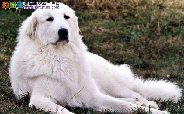 比利牛斯山犬是温柔的大白熊 大白熊犬多少钱一只