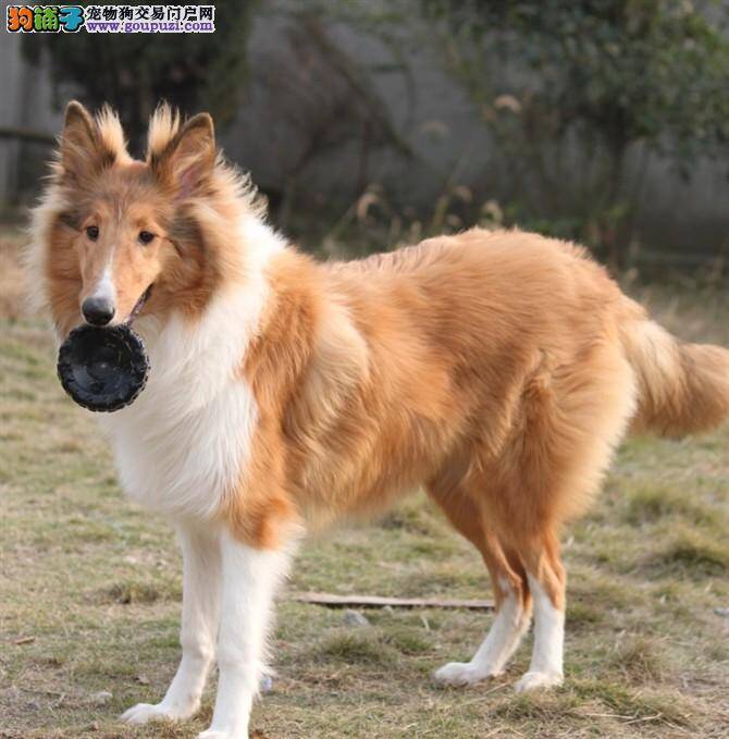 你怎么知道苏格兰牧羊犬要上厕所了