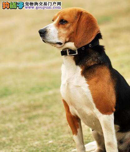 介绍比格犬独特的外形