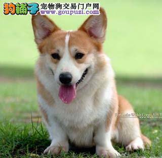 柯基犬在选购的时候应该符合哪些标准