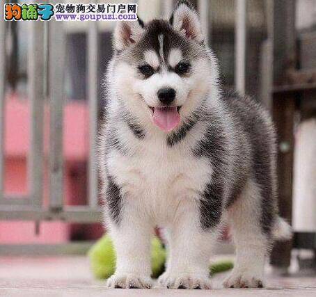 两个月的哈士奇咳嗽，拉肚子是什么毛病