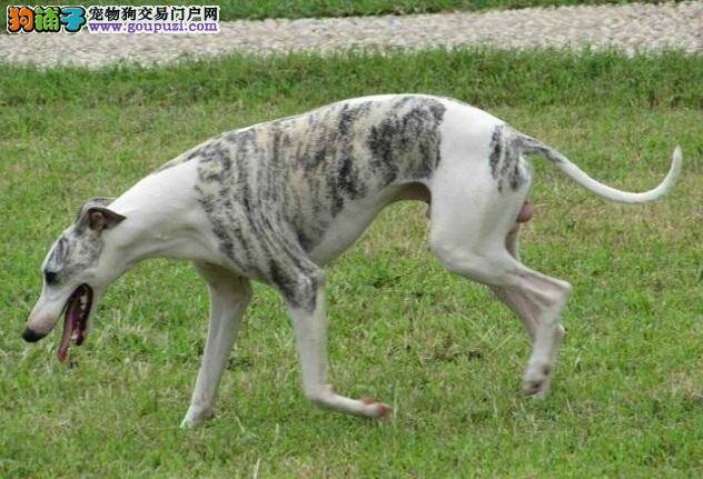 了解惠比特犬，熟知外形及饲养要点