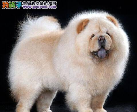 购犬问题巧回答 出售松狮犬常见的问题