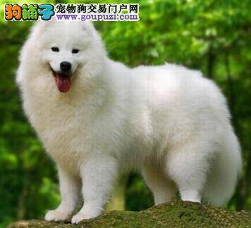 提高萨摩耶的免疫成功率 有效对抗疾病