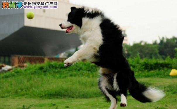 边境牧羊犬可以吃镇静药不